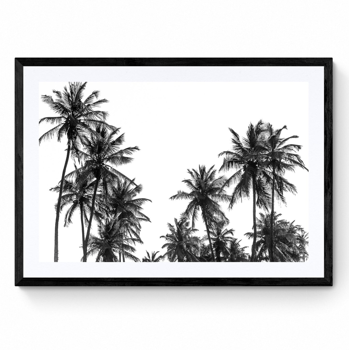 black and white palm trees