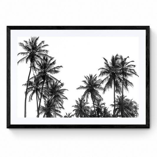 black and white palm trees