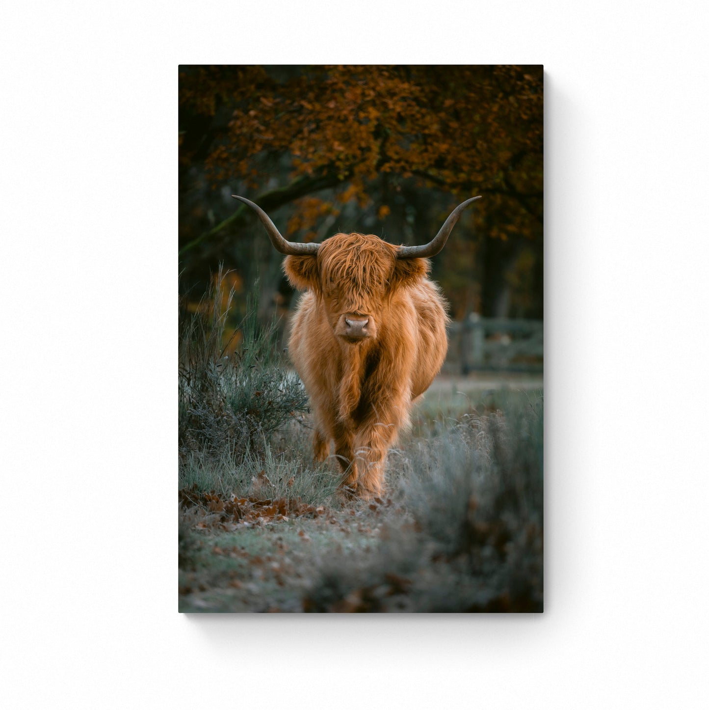 wall art photography