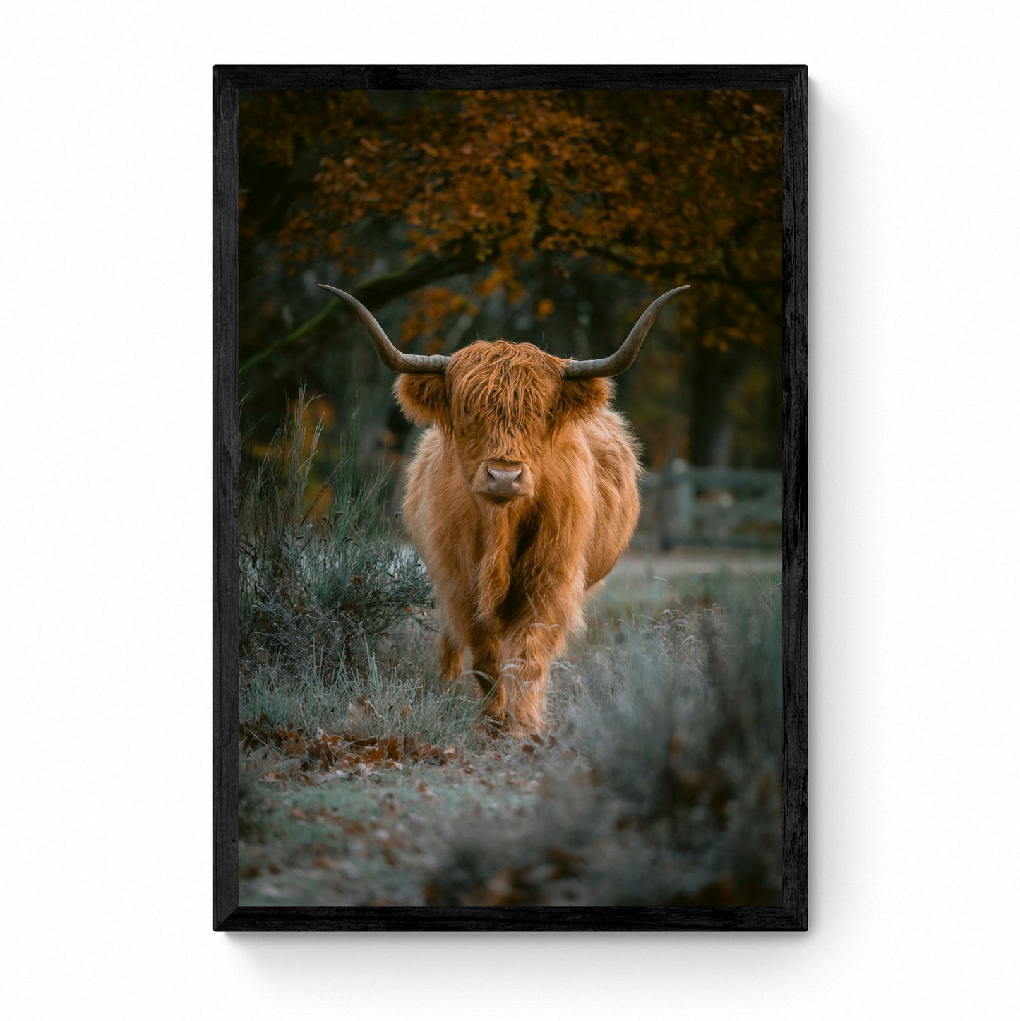 highland cow wall art