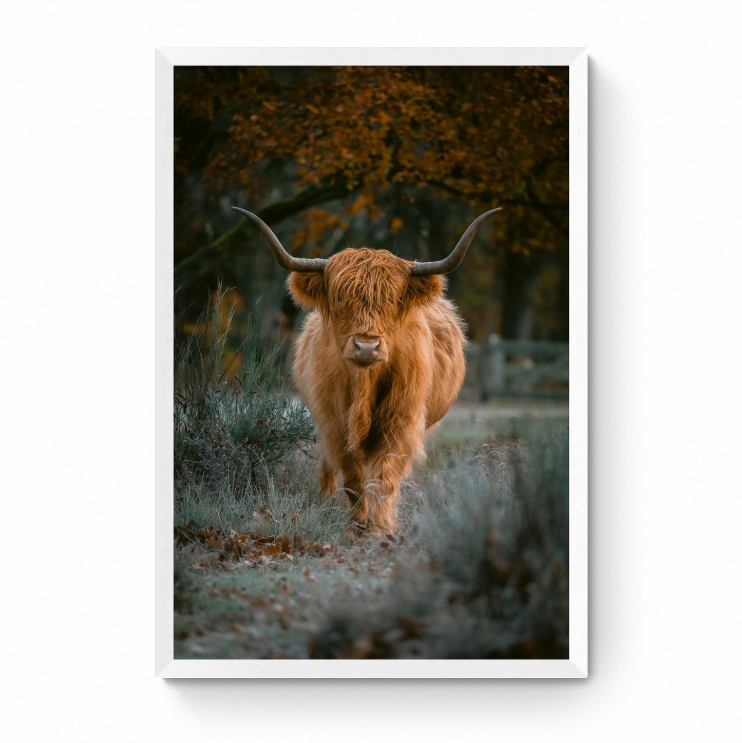 highland cow art