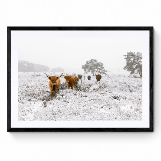 highland cow art