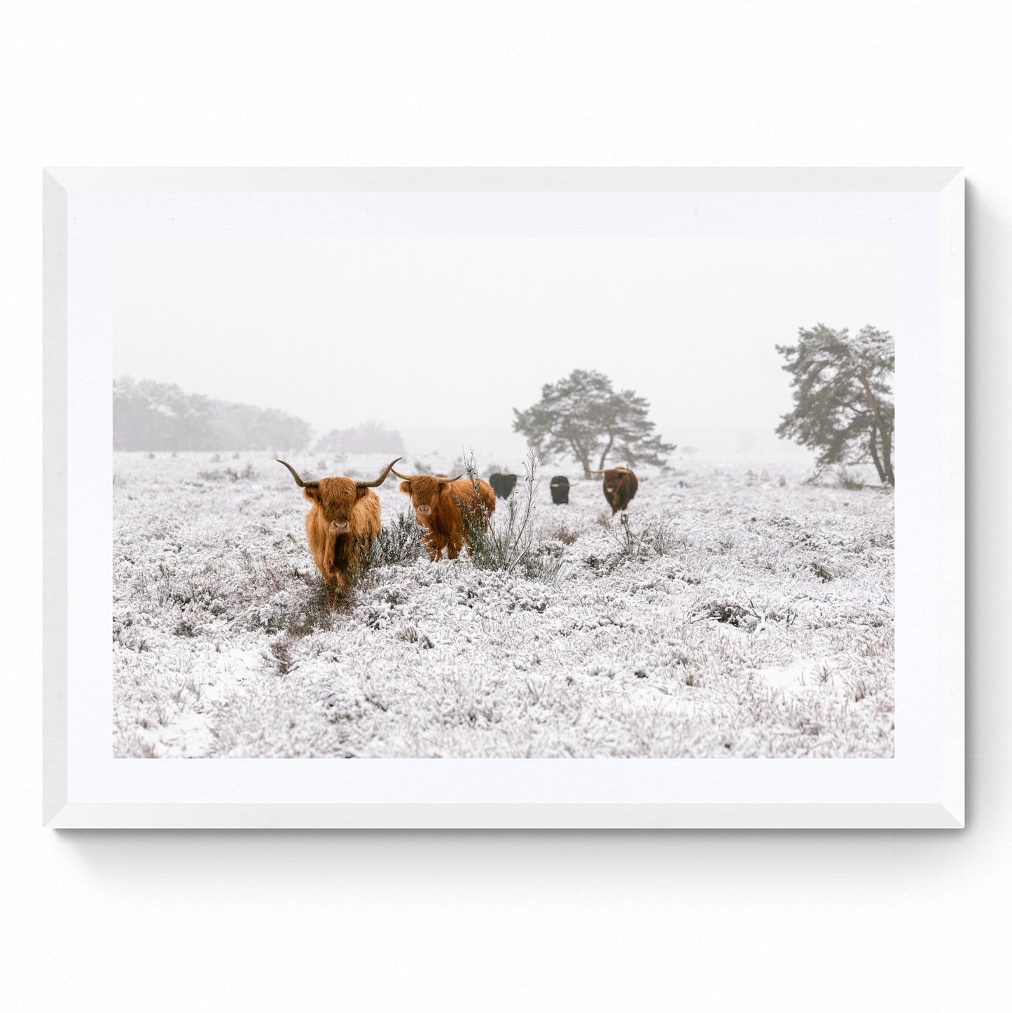 highland cow wall art