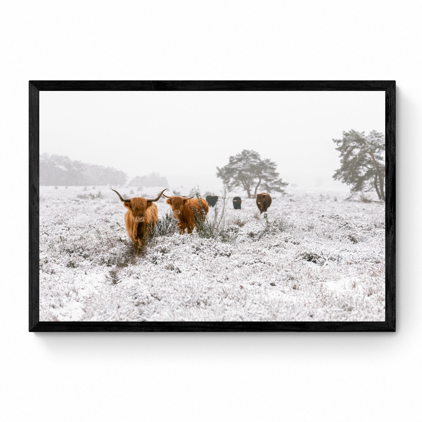 highland cow art
