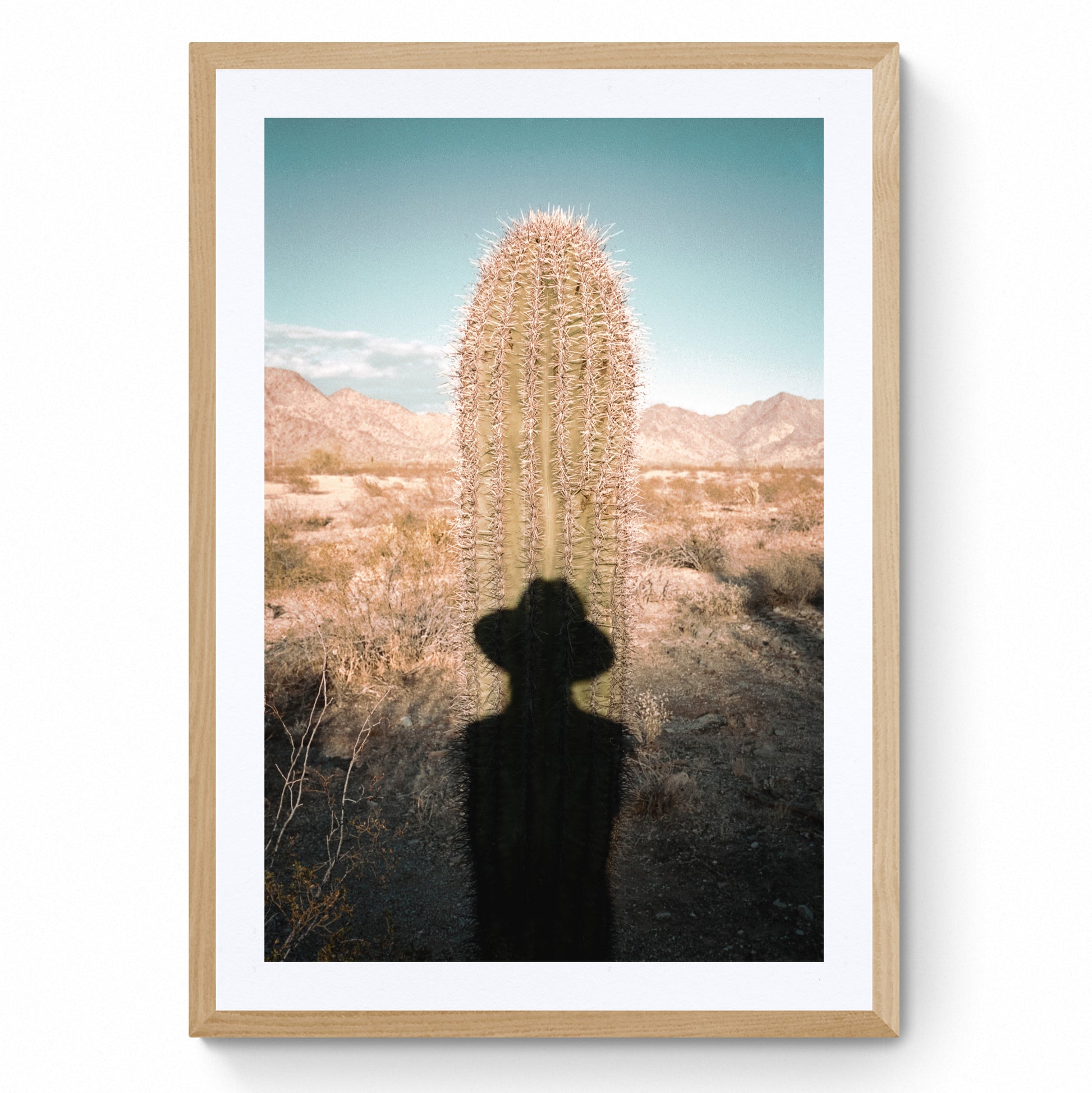 cactus photography