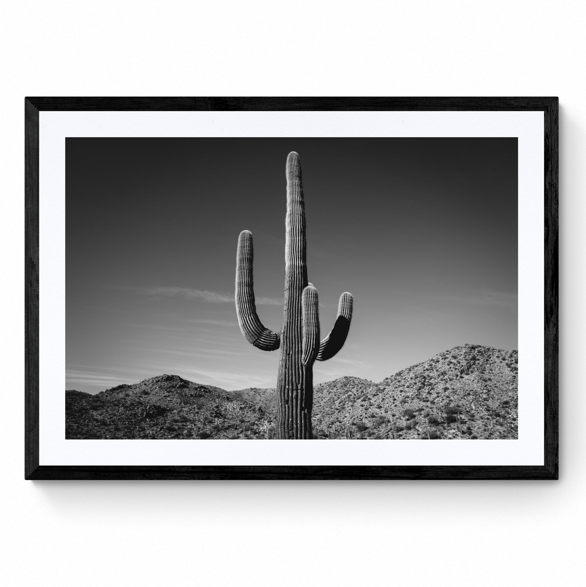 black and white cactus Black And White Cactus Print