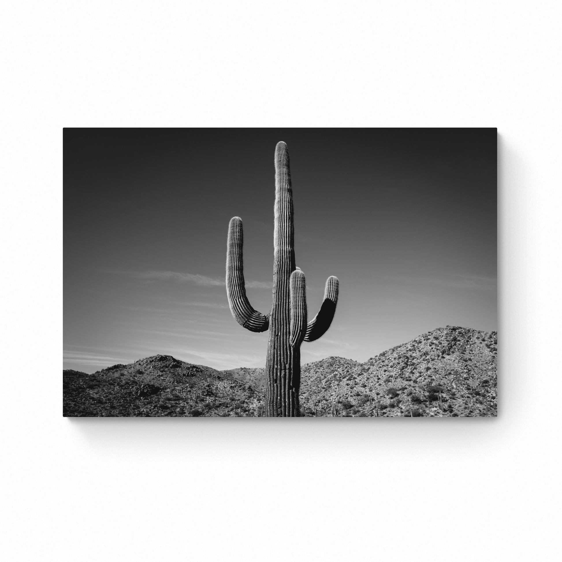 black and white cactus print