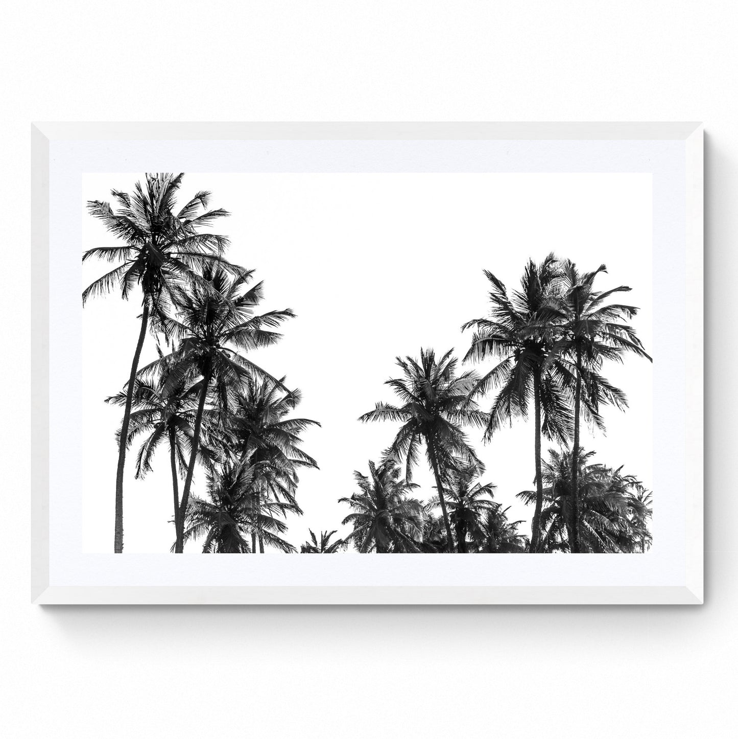 palm tree black and white