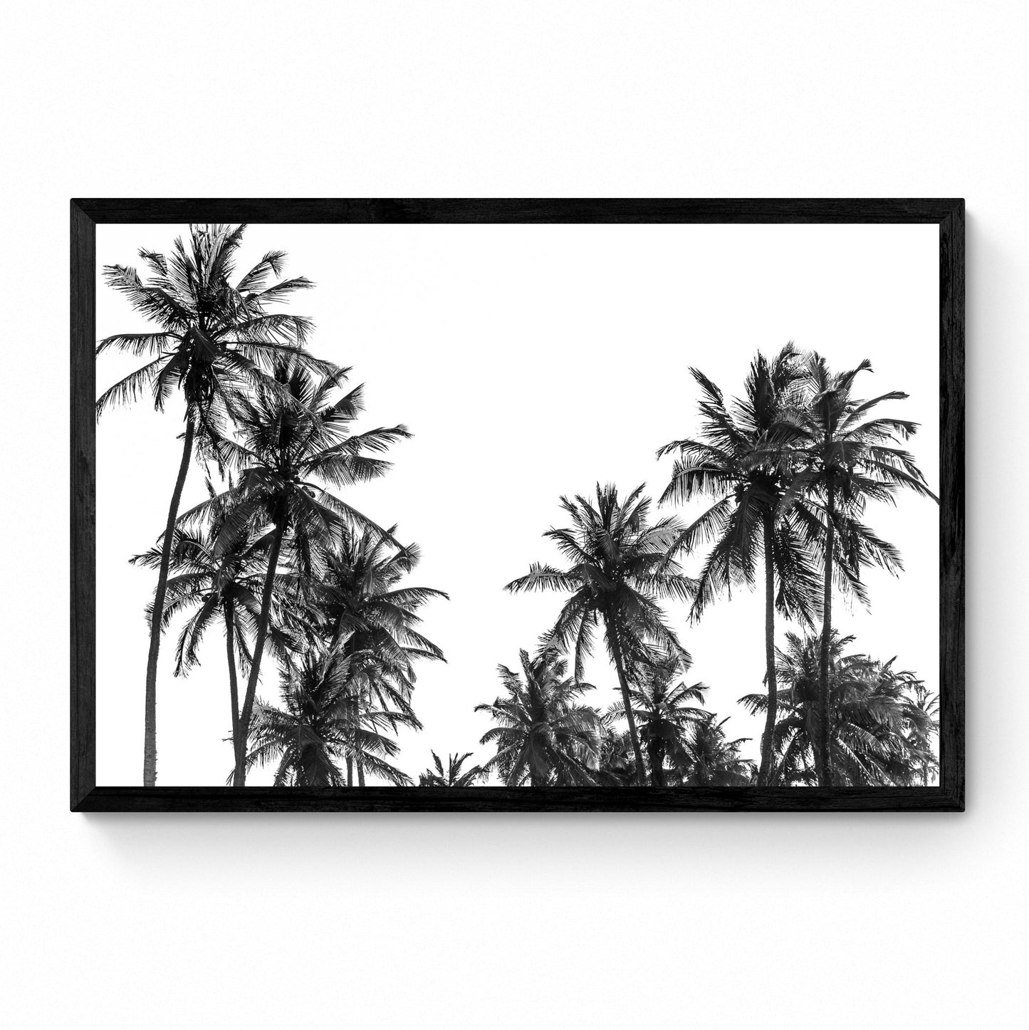 black and white palm tree