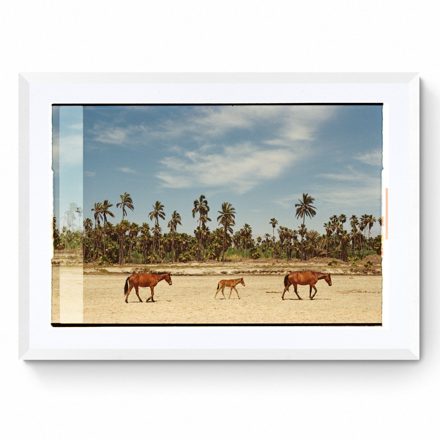 horse photography wall art
