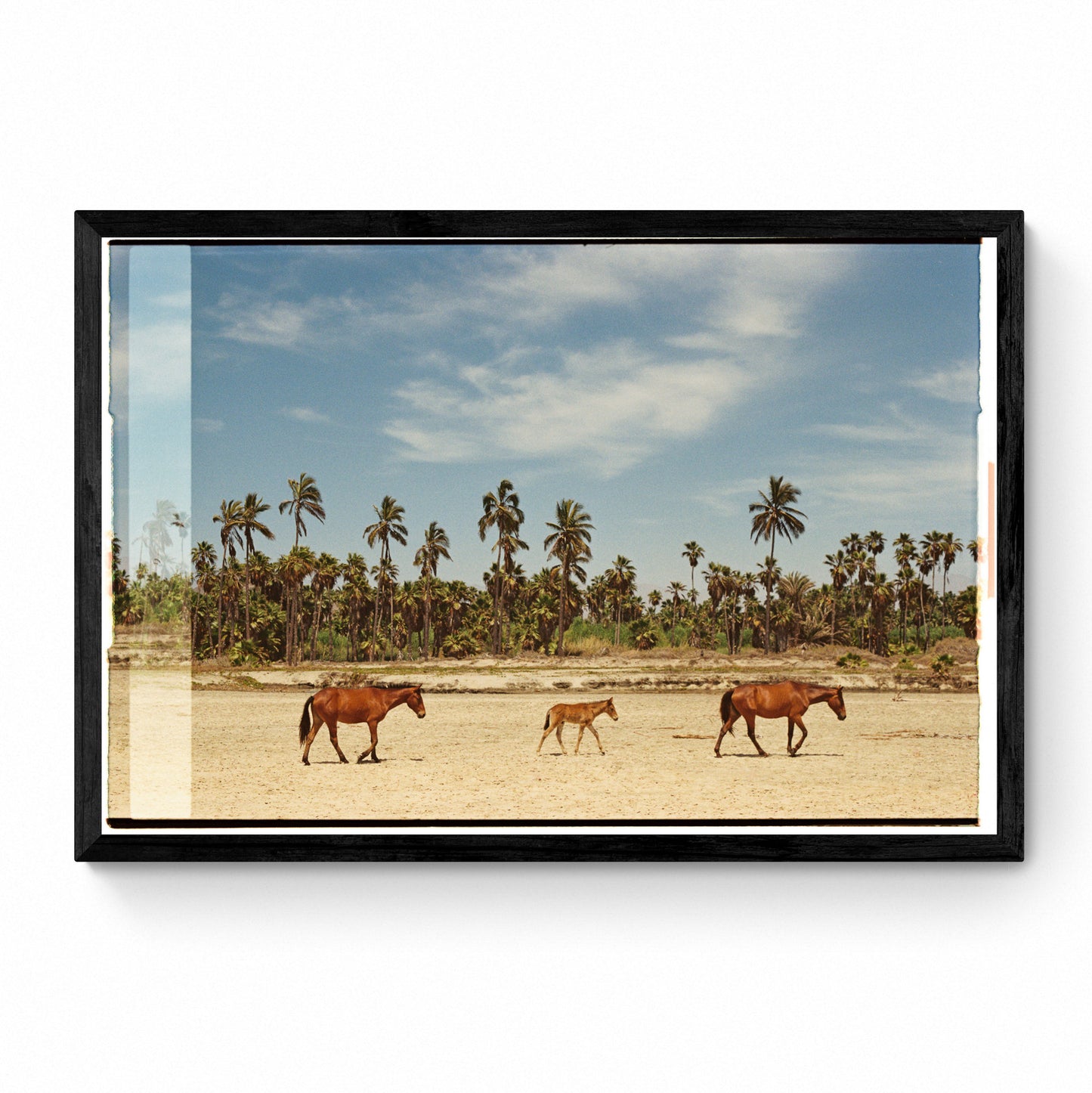 wild horses framed print