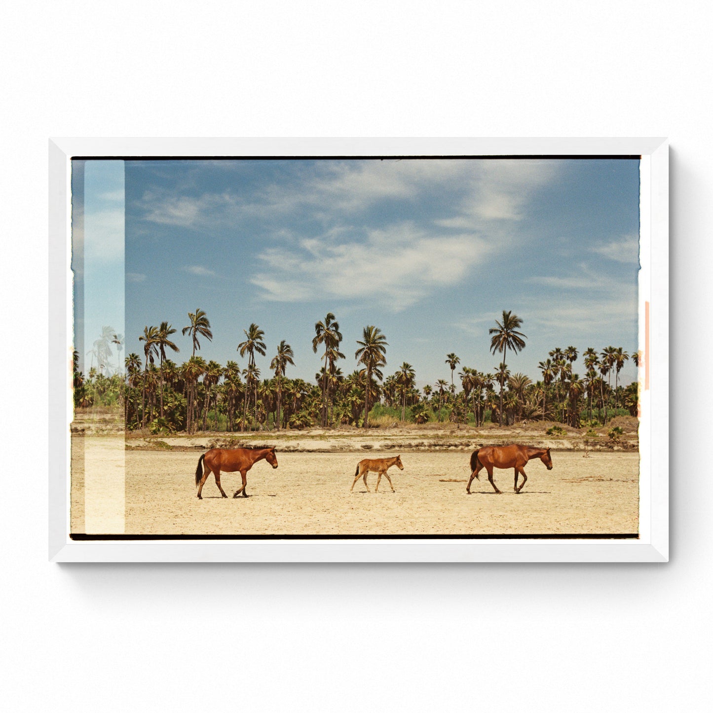 wild horses fine art
