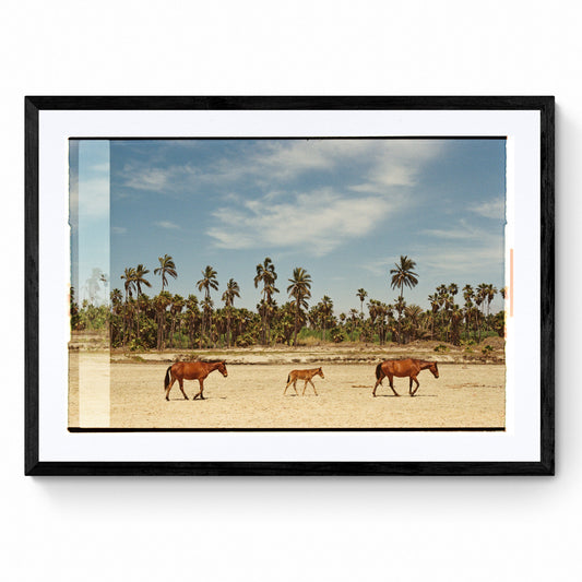 picture of wild horses