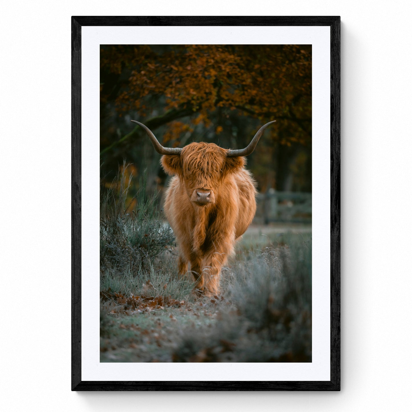 highland cow wall art