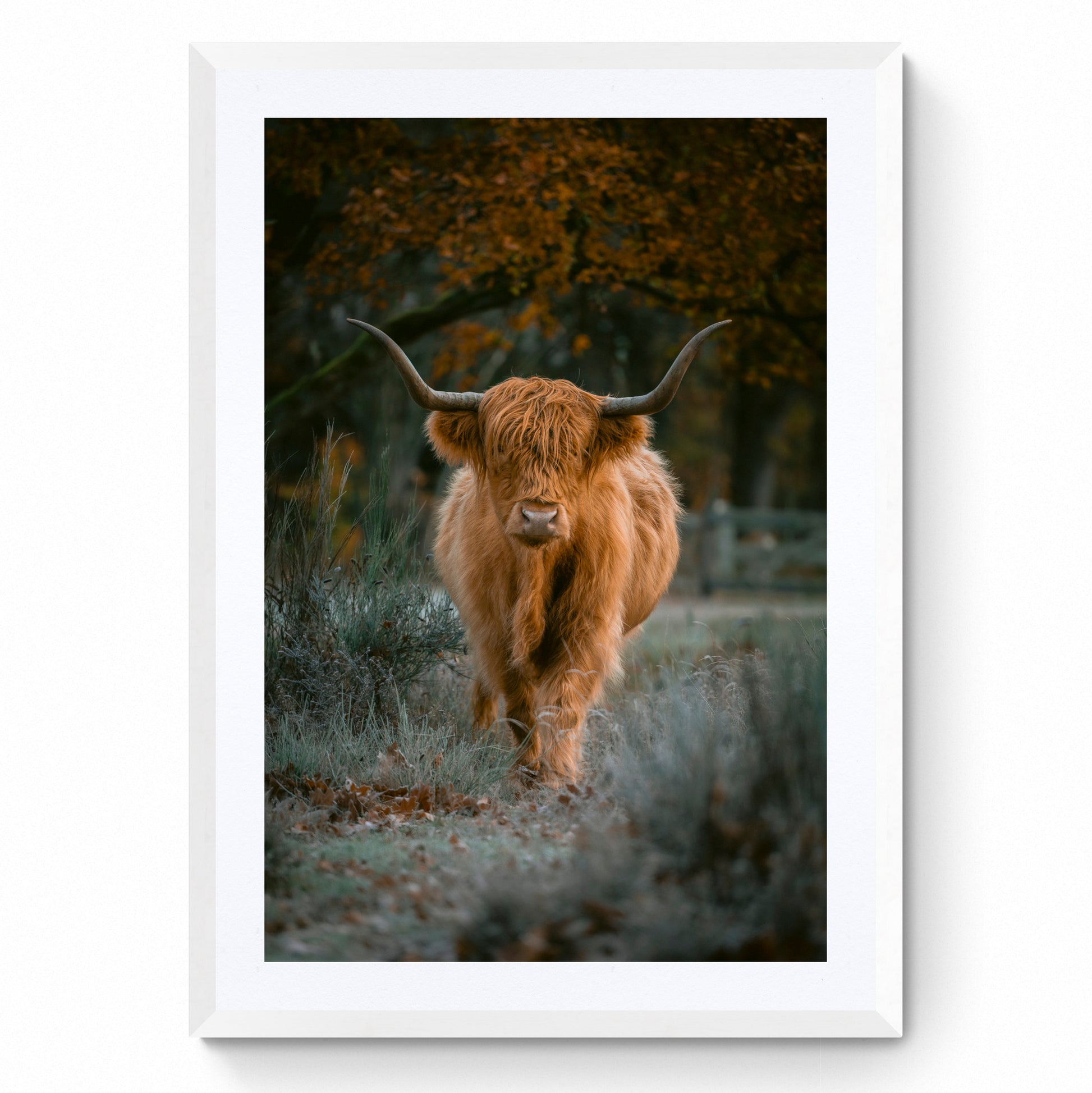 highland cow art