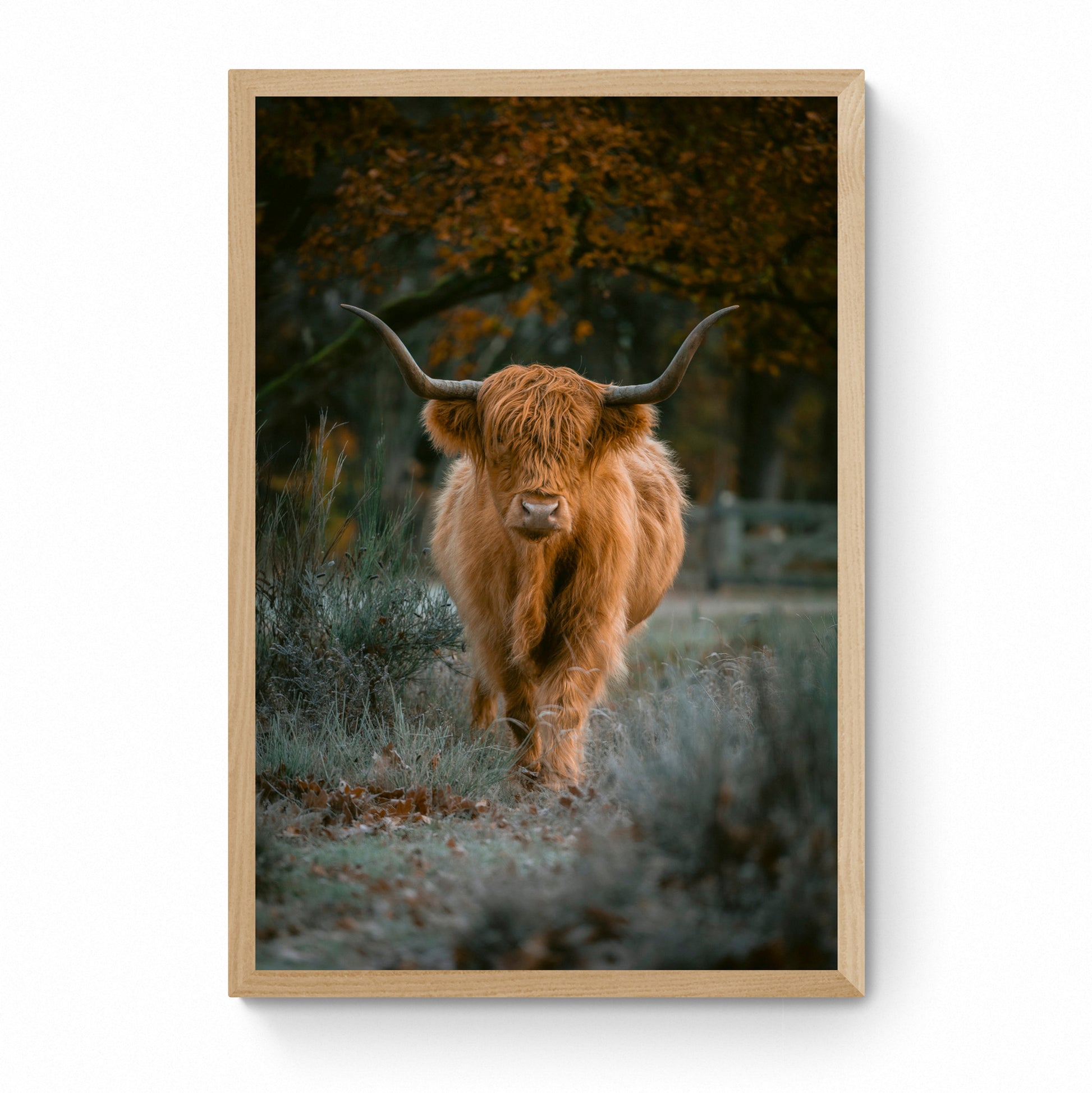 highland cow wall art