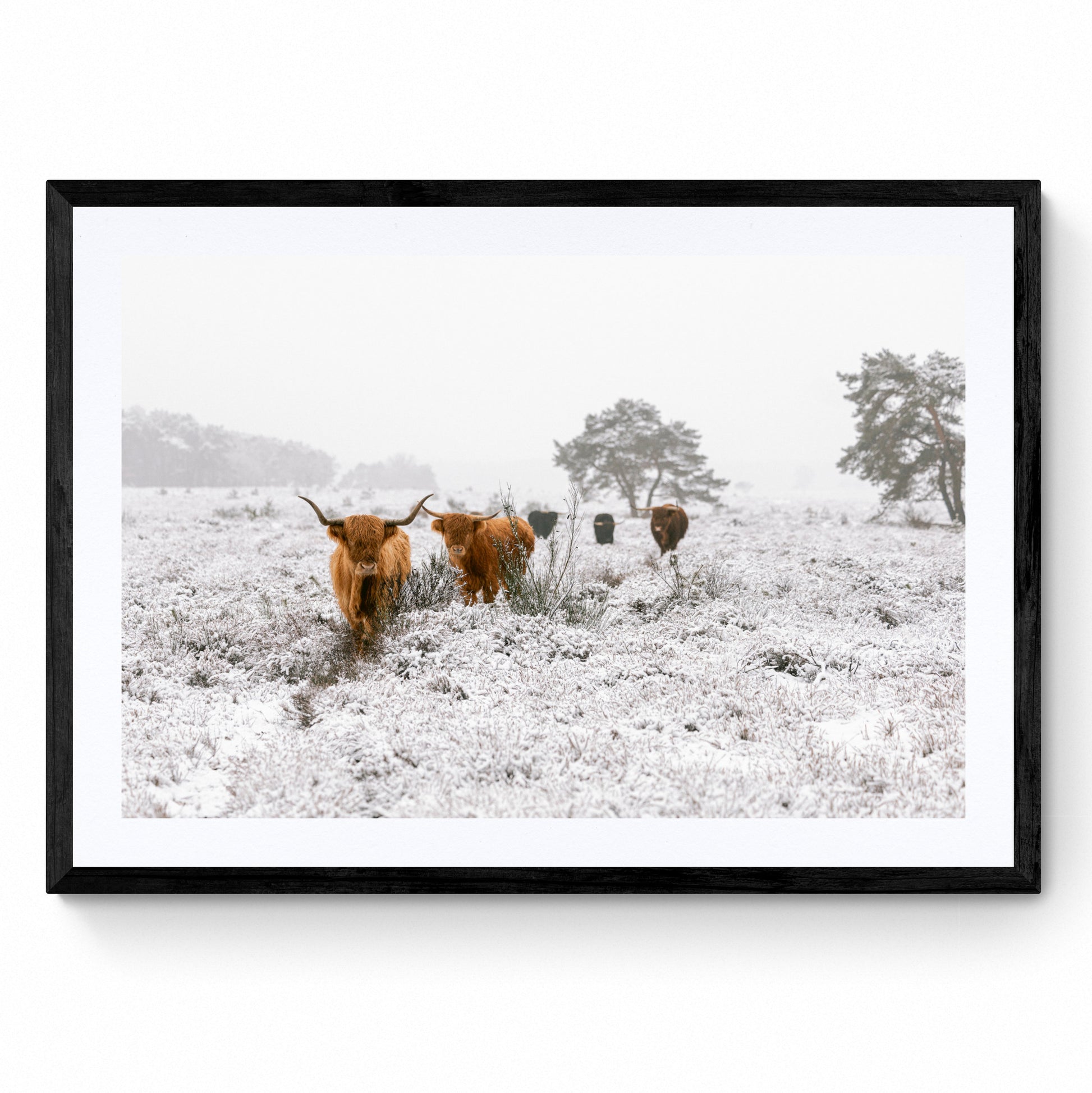 highland cow art