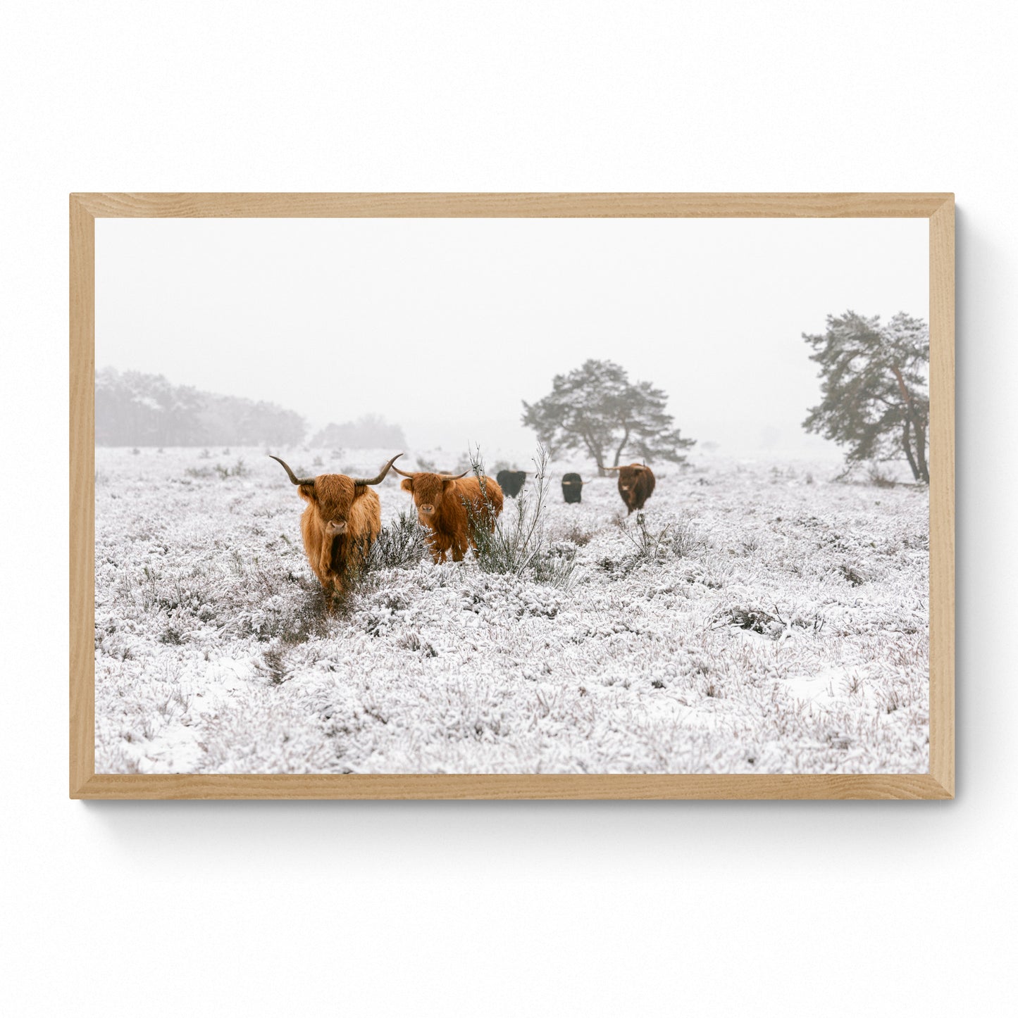 highland cow wall art