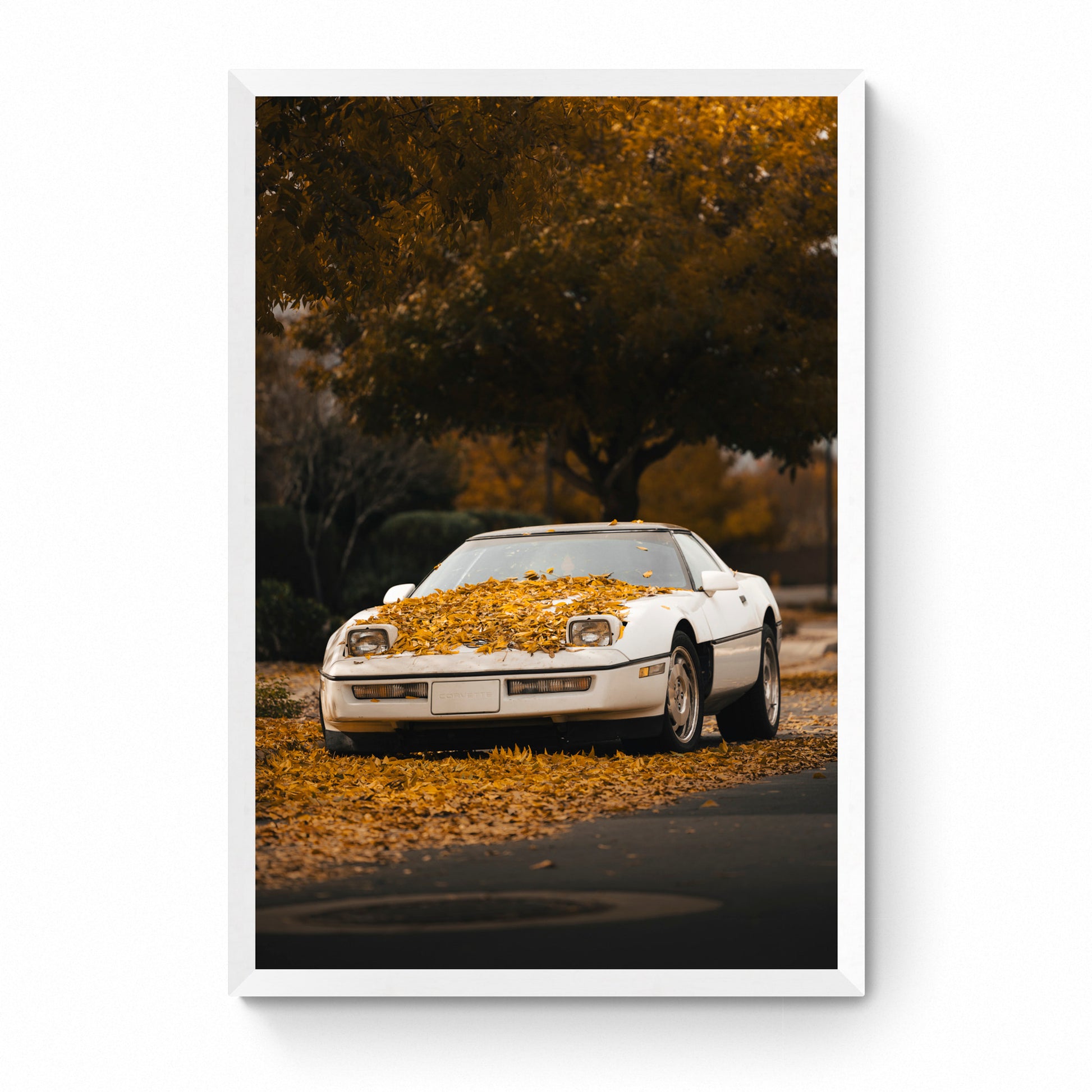 white corvette