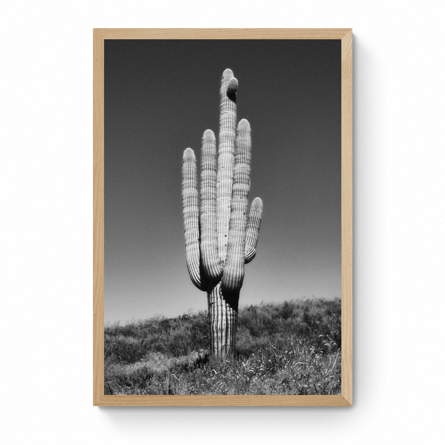 framed cactus wall art