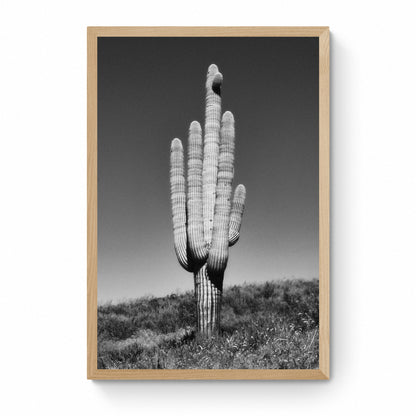 framed cactus wall art