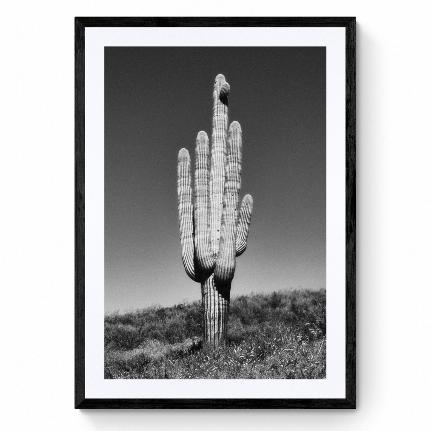 black and white cactus wall art