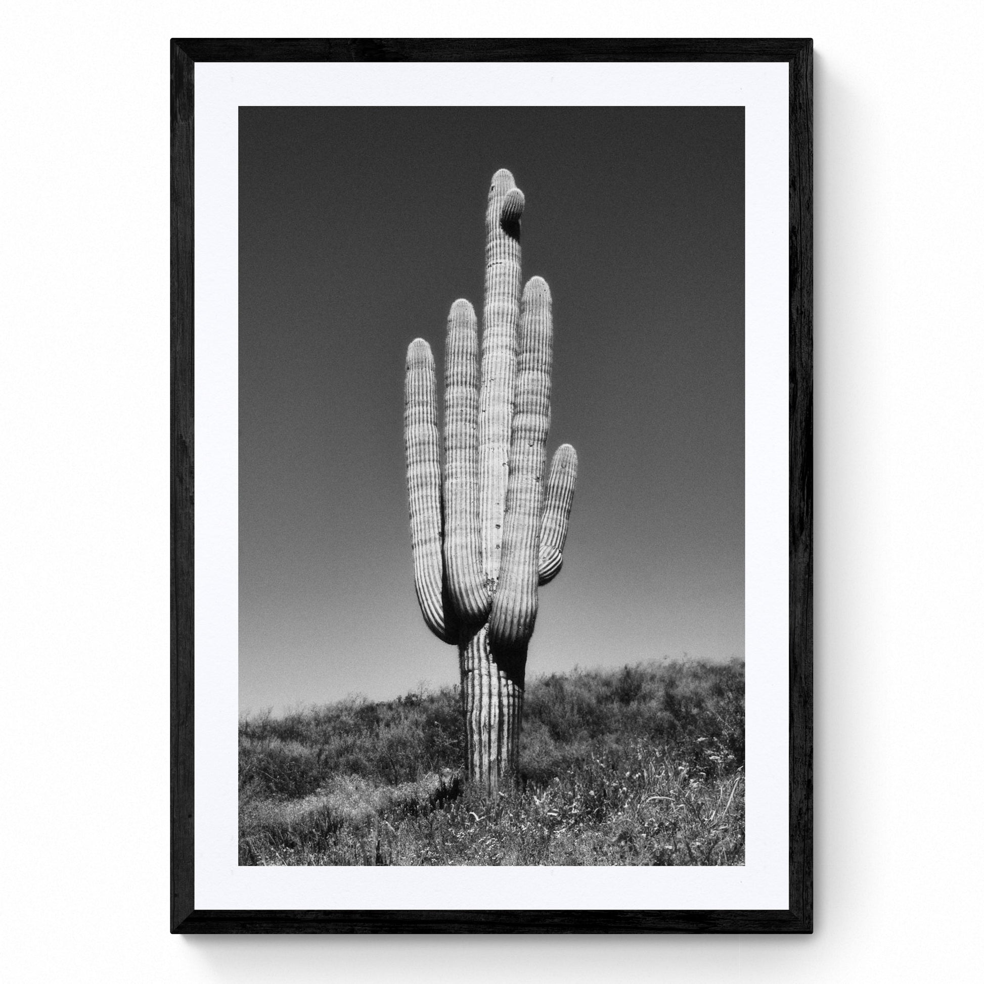 black and white cactus wall art