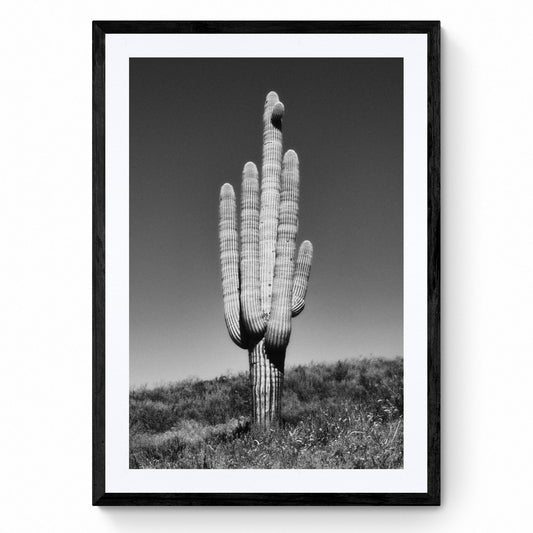 black and white cactus wall art