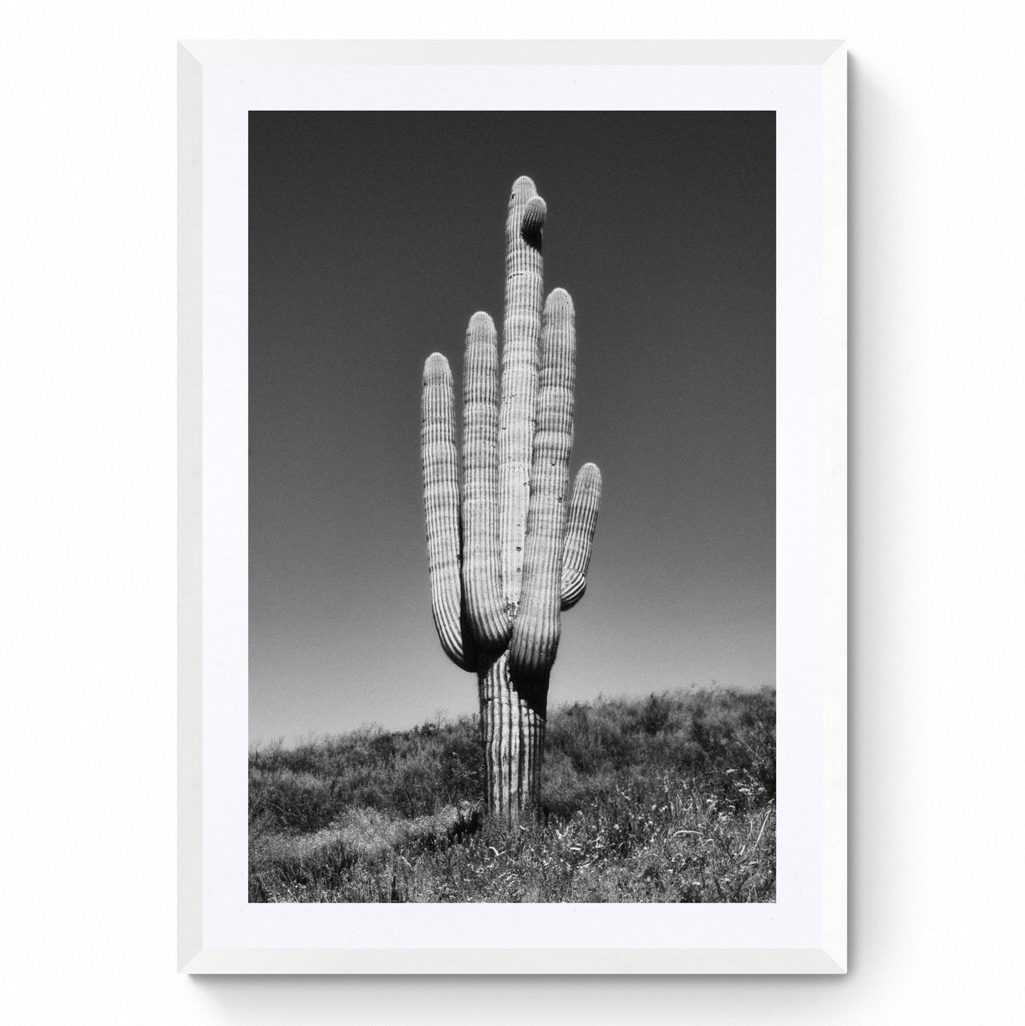 black and white cactus print