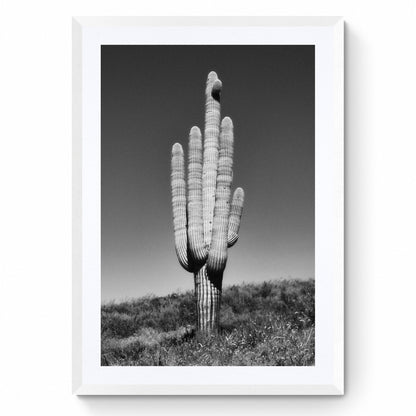 black and white cactus print