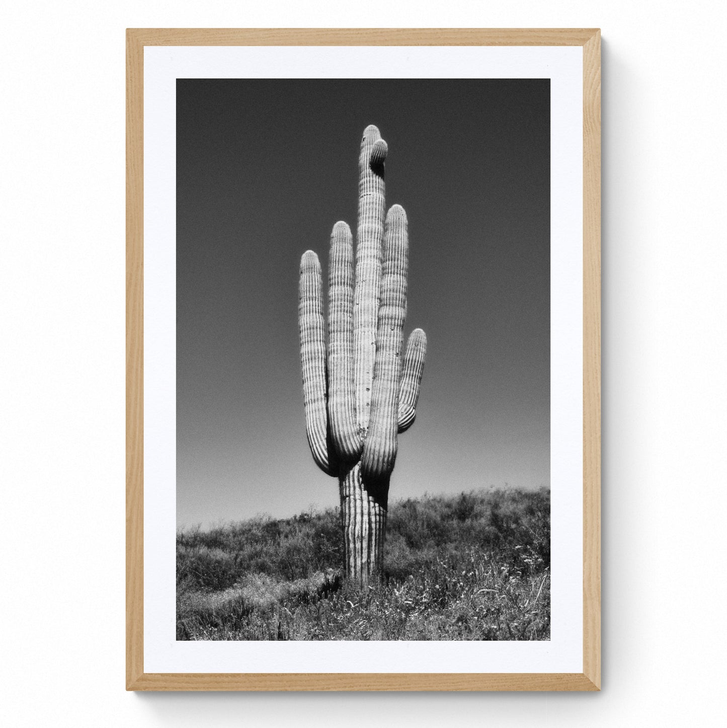 black and white saguaro
