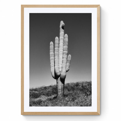 black and white saguaro