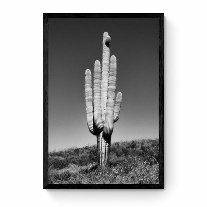black and white cactus art
