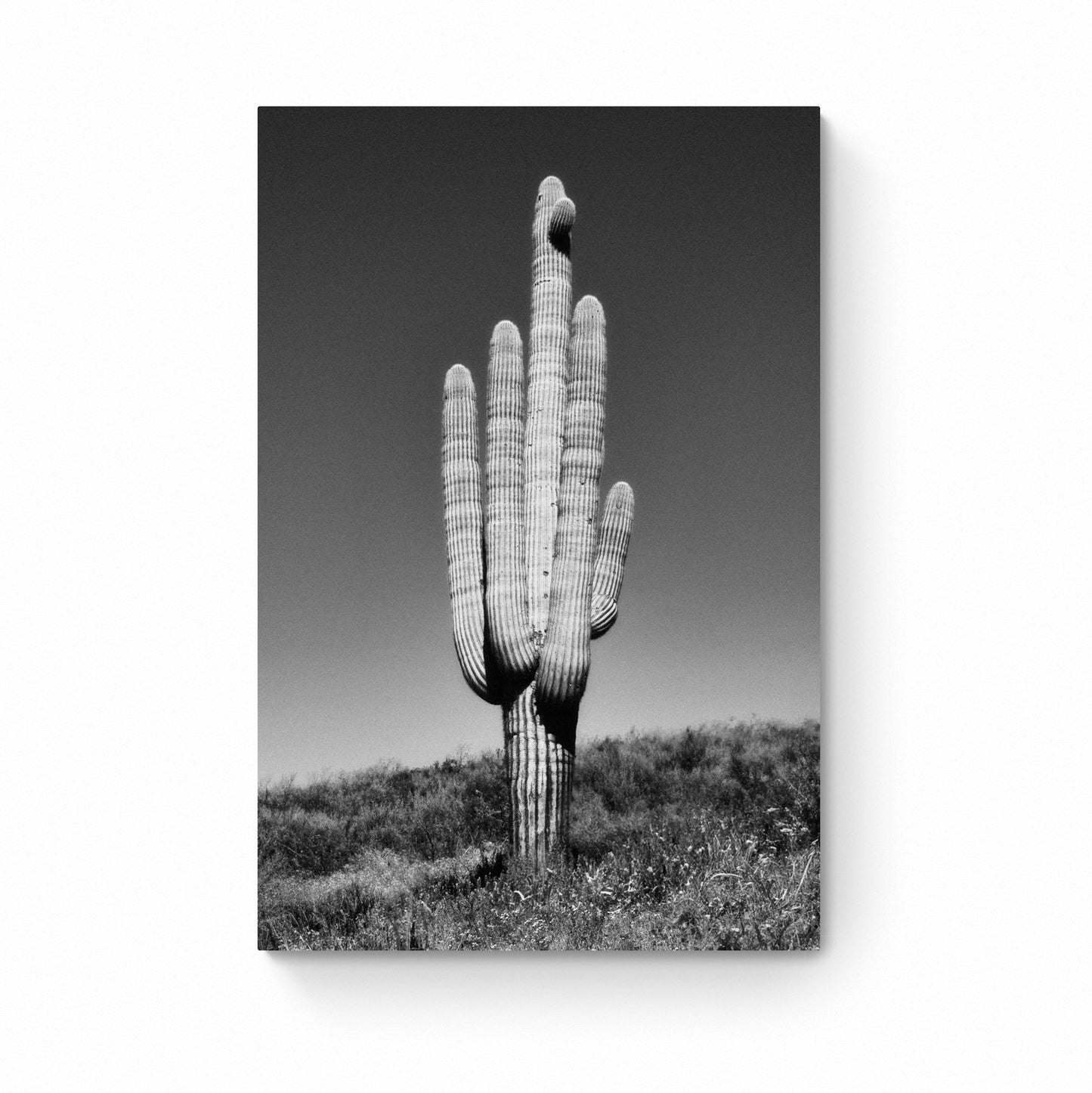 black and white cactus