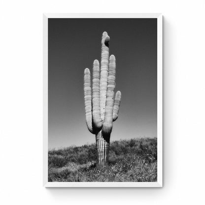 black and white cactus photography