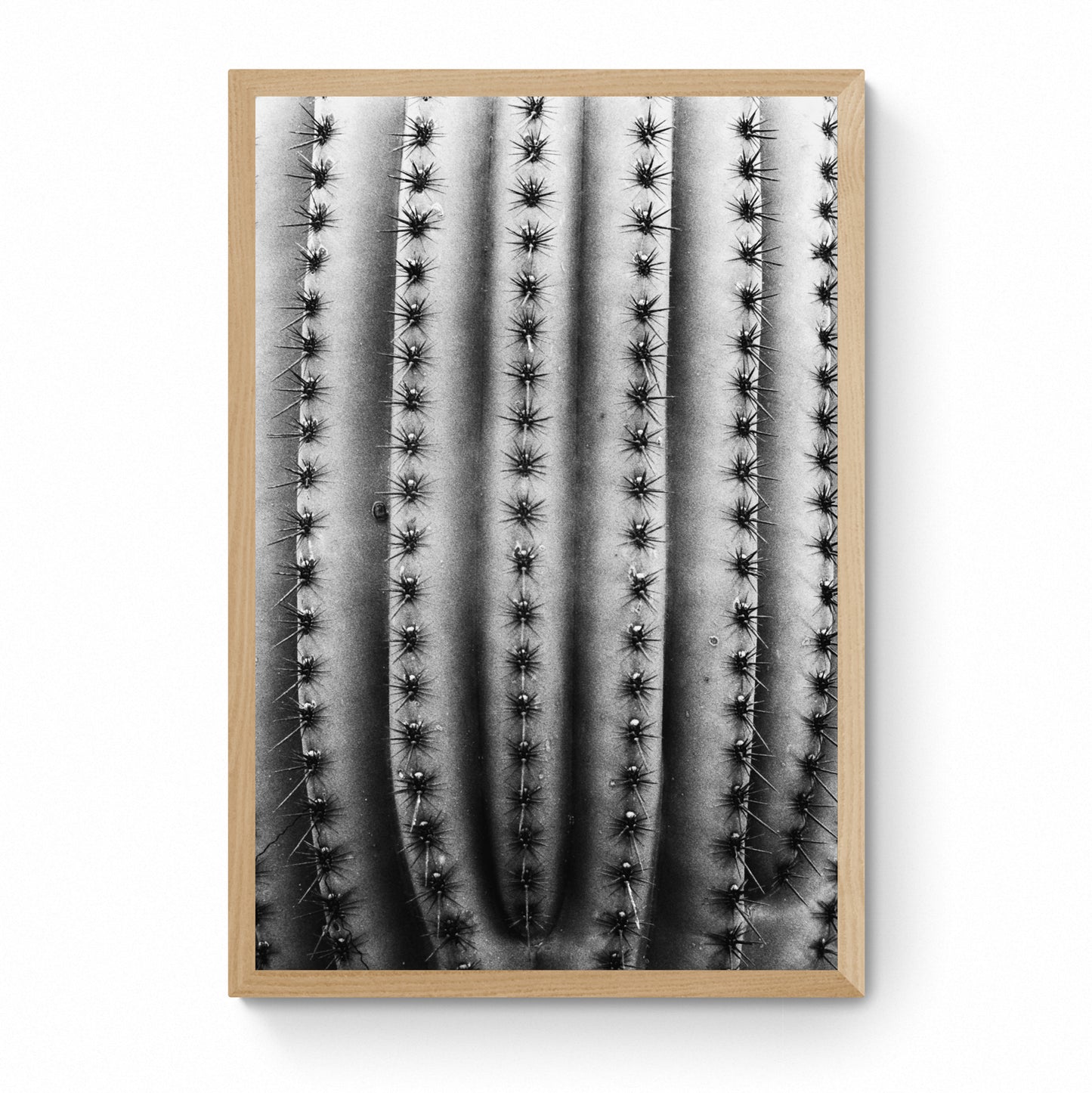 black and white cactus photography