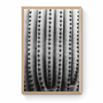 black and white cactus photography