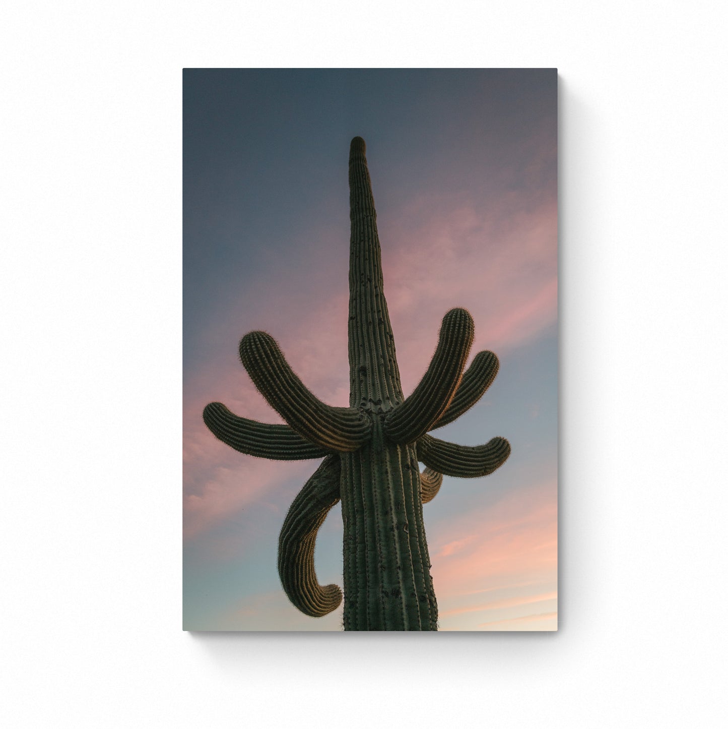 cactus art print
